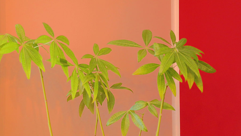 Orange und rot gestrichene Wand mit grüner Pflanze